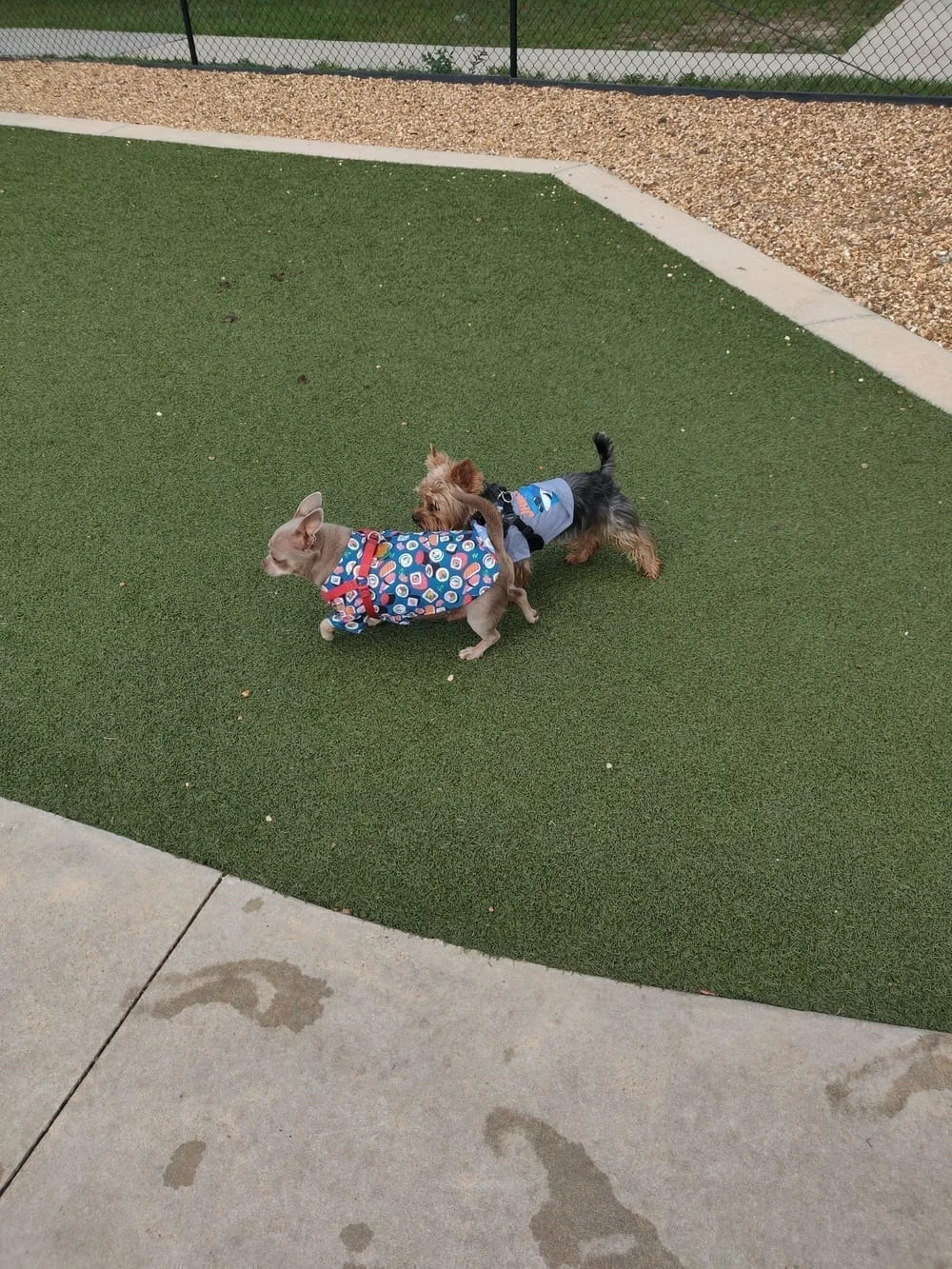 Saladino Dog Park, photo 3