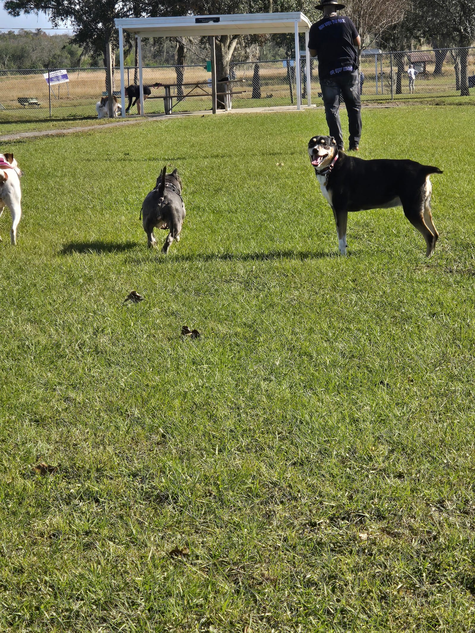 Temple Terrace Hilltop Dog Park