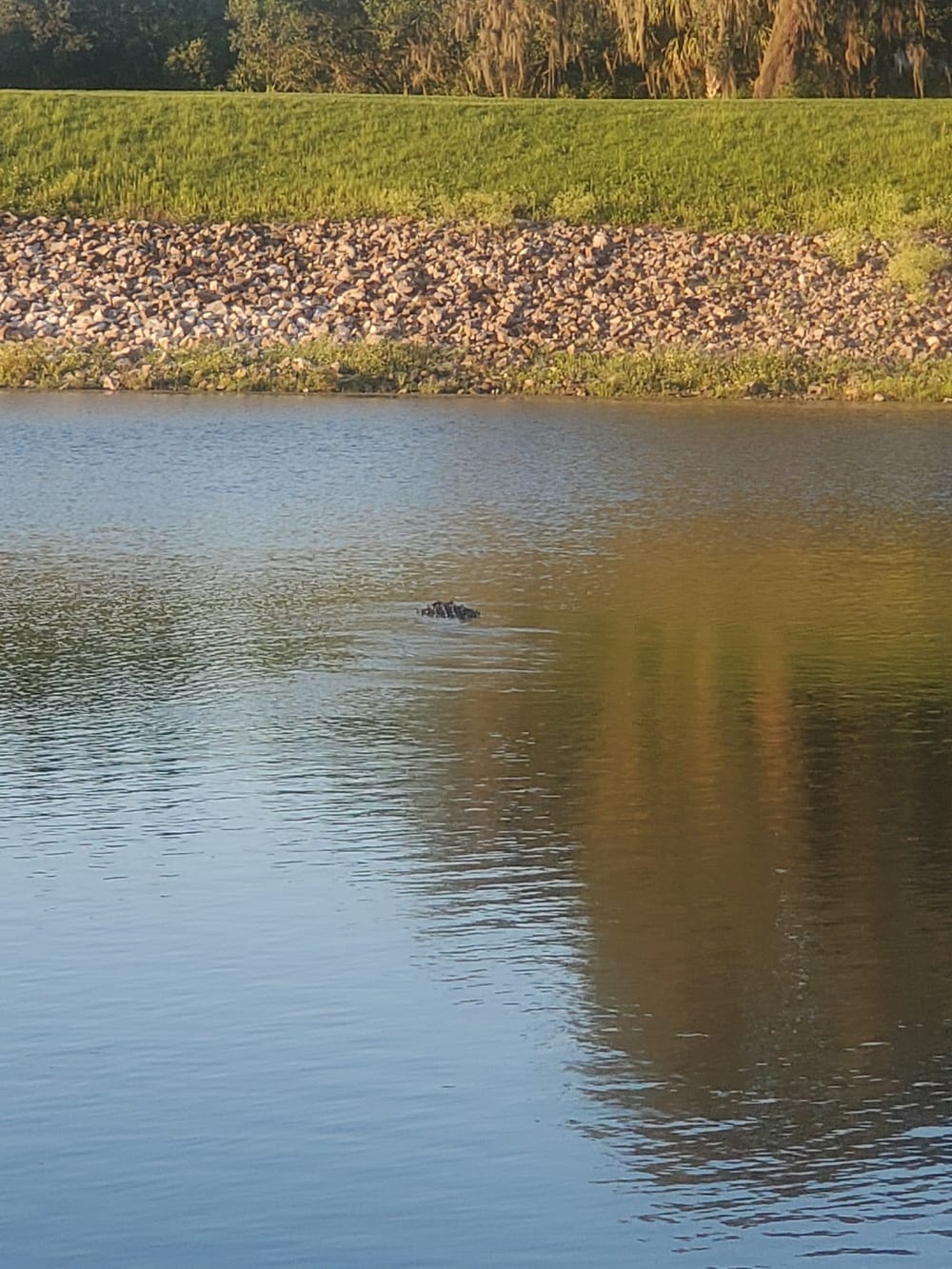 Temple Terrace Hilltop Dog Park, photo 3