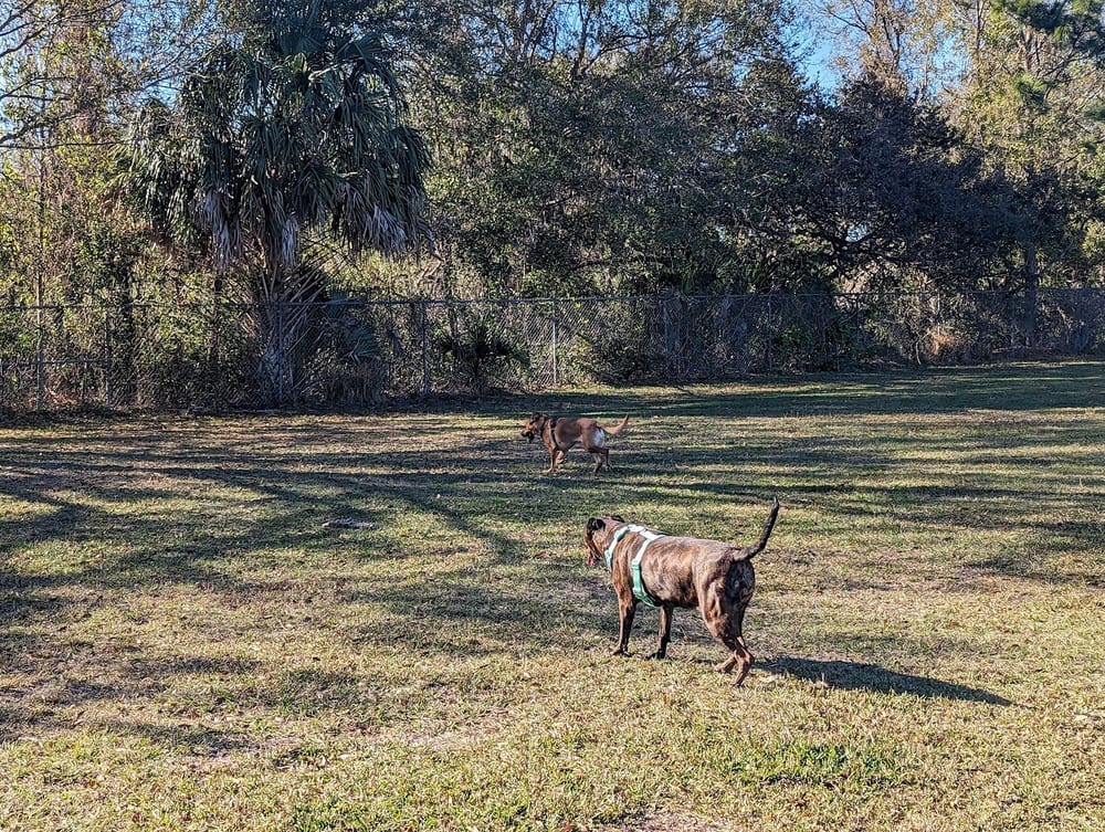 West Dog Park, photo 3