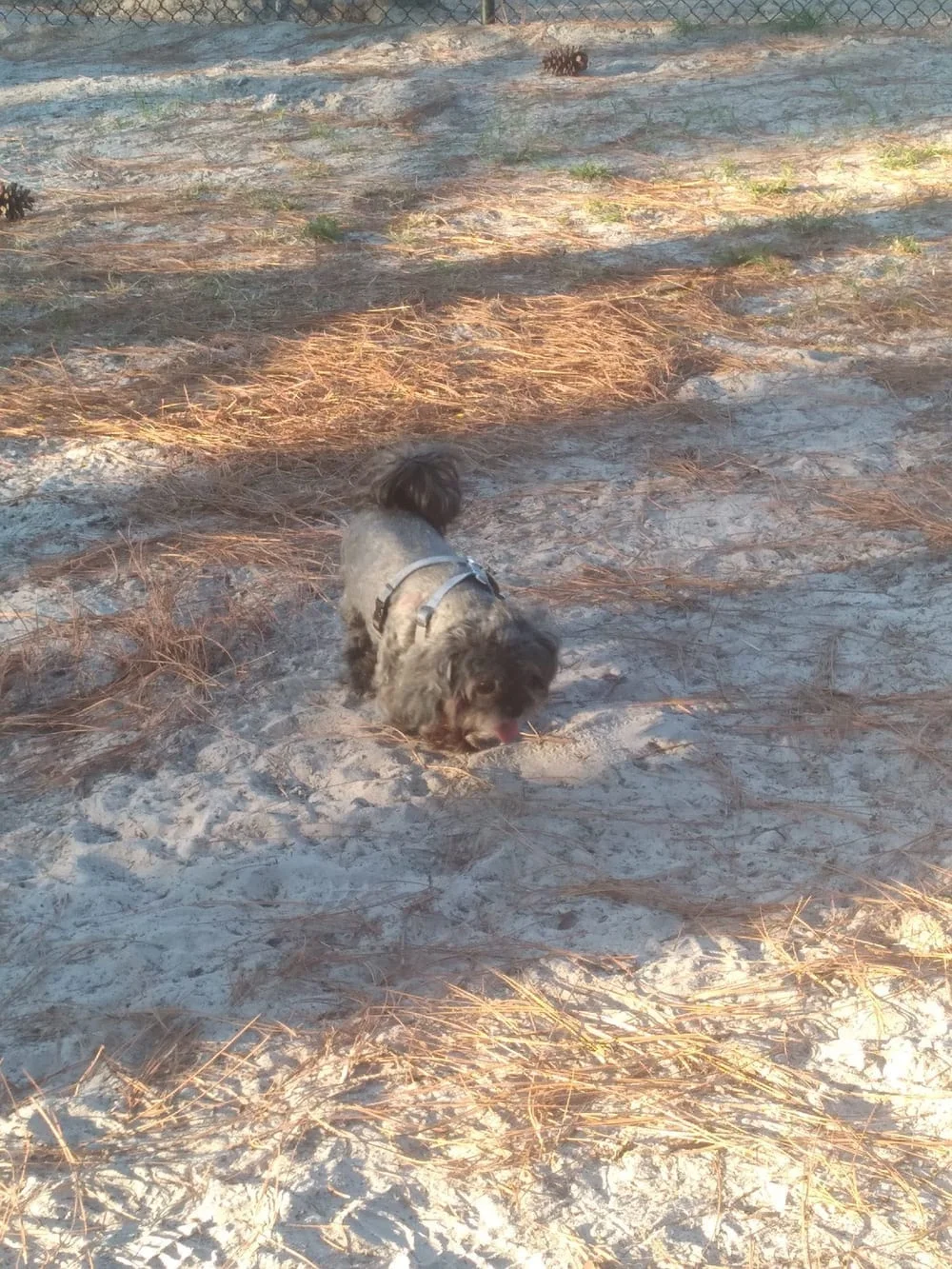 Long Leaf Dog Park, photo 3